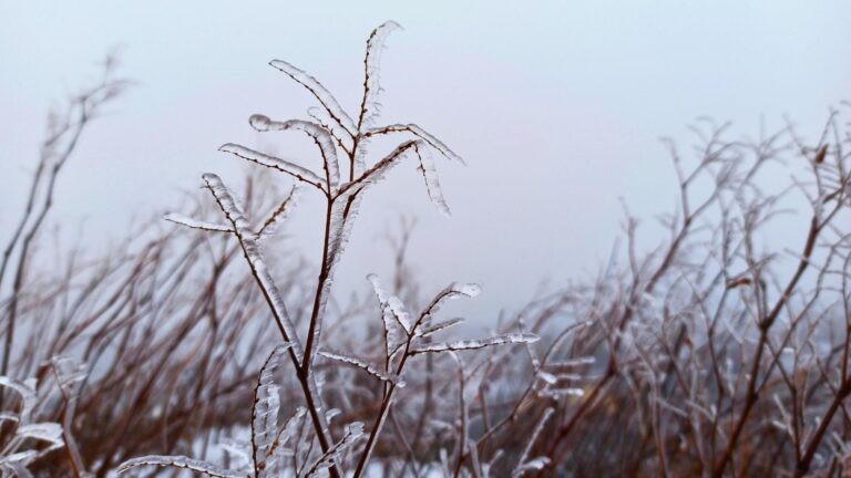 frost heave foundation in michigan Brown grass covered with a thin layer of ice, set against a pale, foggy background on a cold winter day.